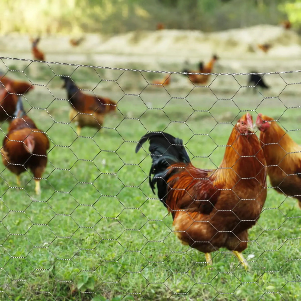 Galvanized Garden Fencing